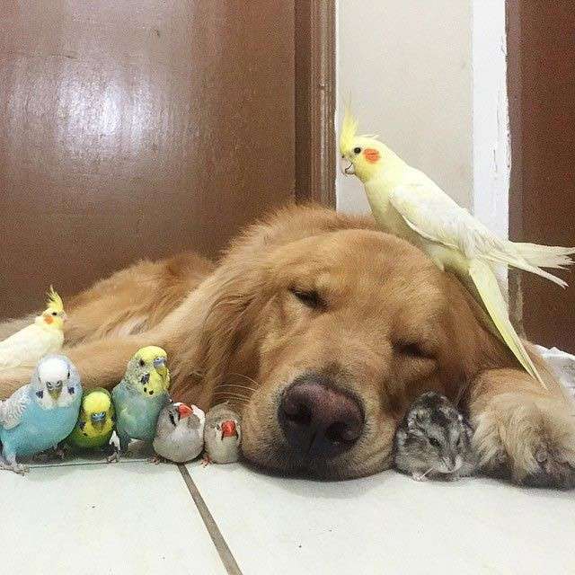 Собака, хомячок и 8 попугаев - необычные лучшие друзья.