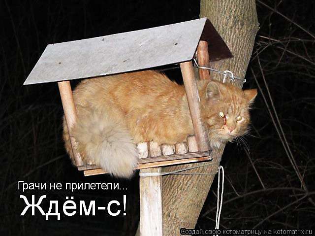 Коты в кормушках