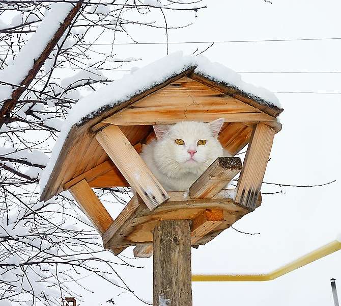 Коты в кормушках