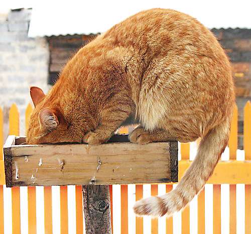 Коты в кормушках