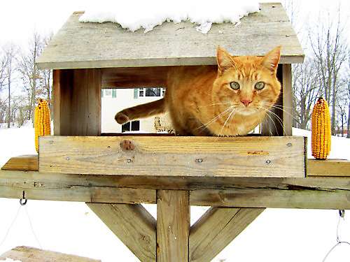 Коты в кормушках