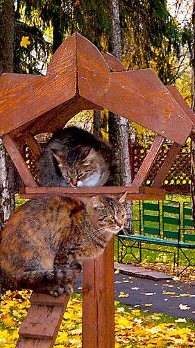 Коты в кормушках