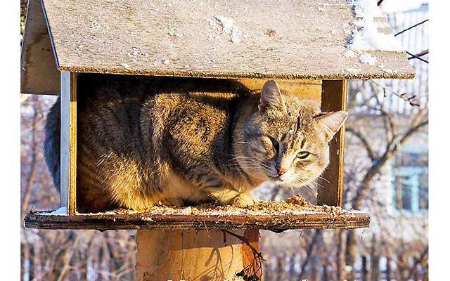 Коты в кормушках