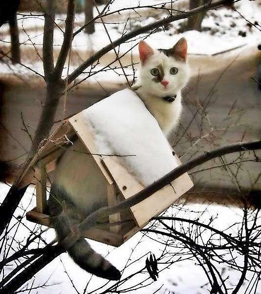 Коты в кормушках