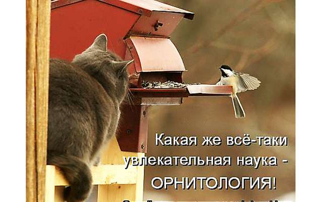 Коты в кормушках