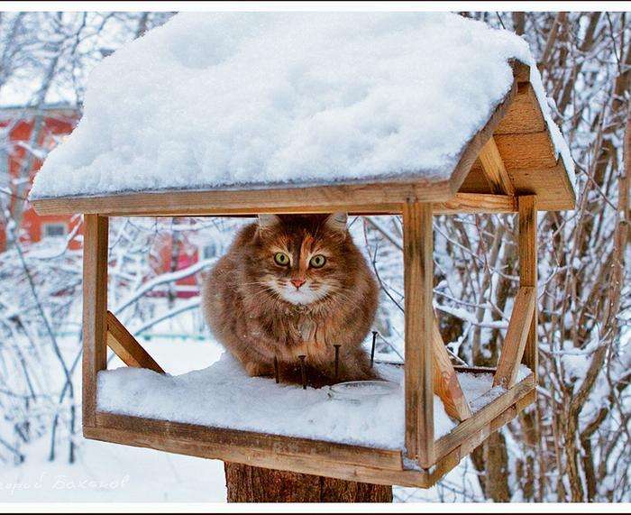 Коты в кормушках