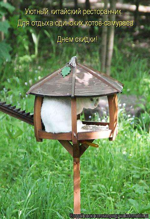 Коты в кормушках
