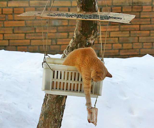 Коты в кормушках