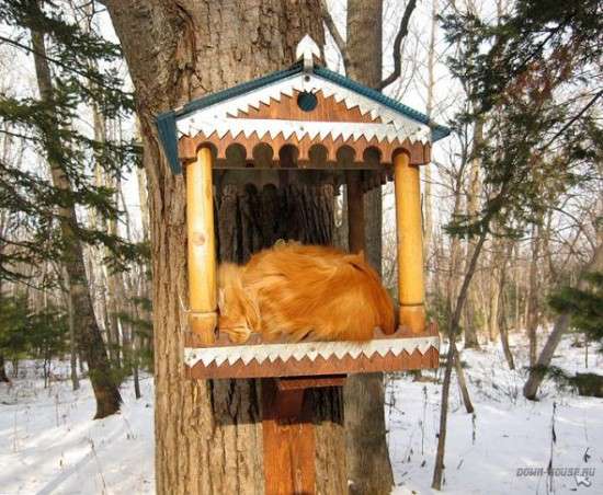 Коты в кормушках