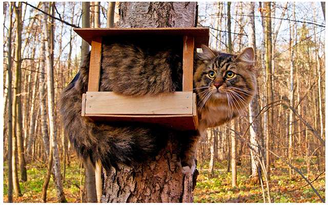 Коты в кормушках