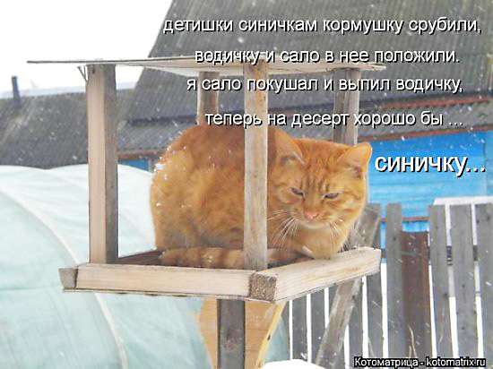 Коты в кормушках