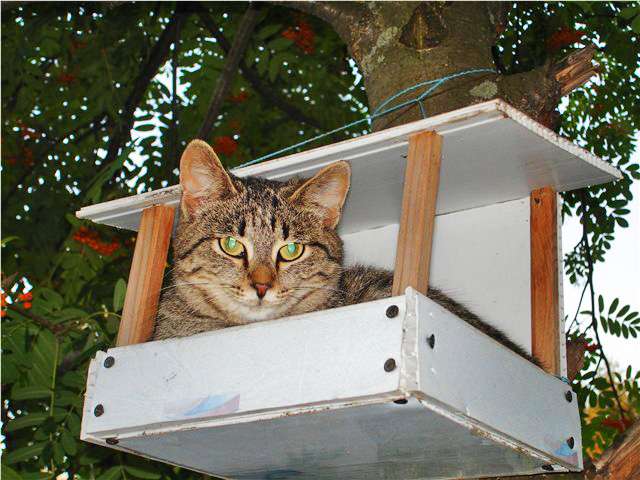 Коты в кормушках