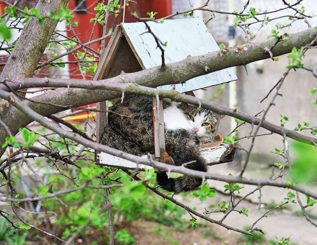 Коты в кормушках