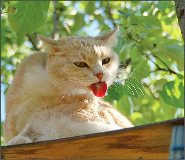 Коты в кормушках