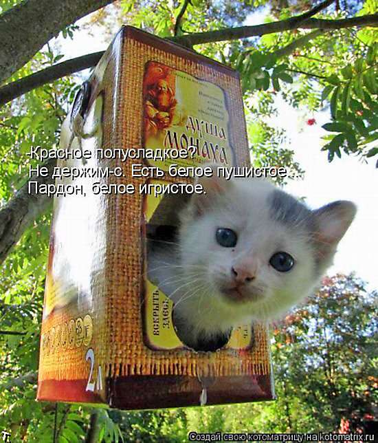 Коты в кормушках