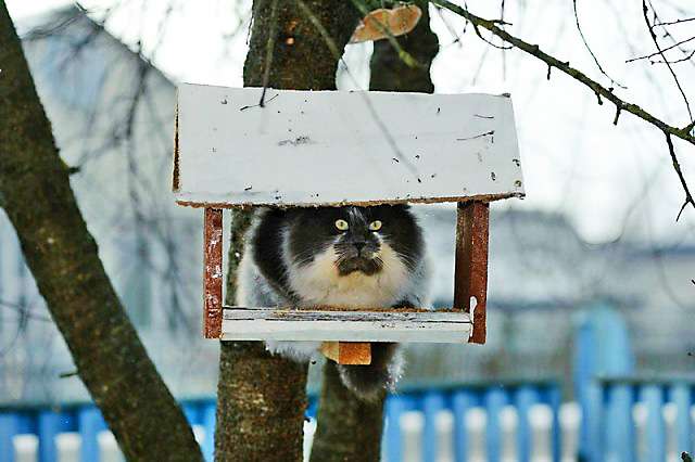 Коты в кормушках