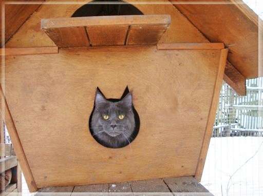Коты в кормушках