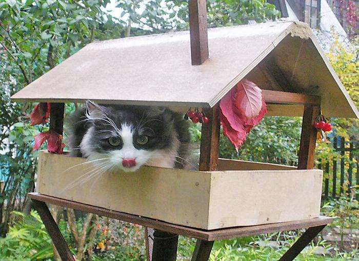 Коты в кормушках