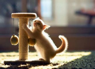 Як привчити кота до когтеточке.
