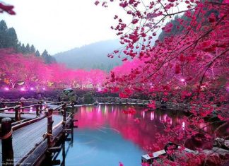 Вишневий колір.