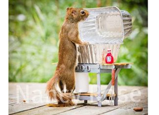 Забавні білочки Ненсі Роуз.