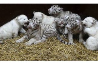 У світі тварин.