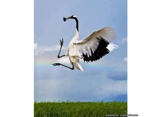 Рідкісні види птахів.