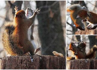 Неабияка боротьба за горіх.