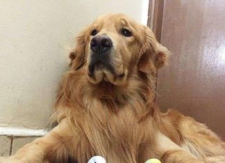 Собака, хомячок і 8 папуг — незвичайні кращі друзі.