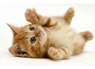 19 причин завести вдома звіра.