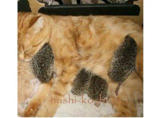 Незвичайні усиновлення в світі кішок.