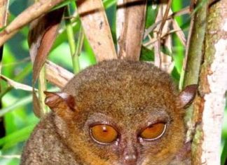 Довгопяти і Шоколадні пагорби на Філіппінах.