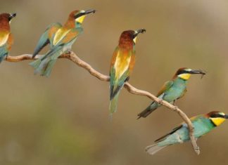 Птахи Радослава Цвєткова.