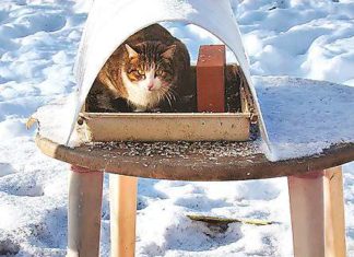 Коти в годівницях.