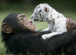 Незвичайні усиновлення у світі тварин.