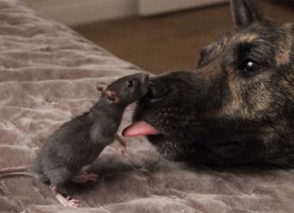 Незвичайні друзі: Величезна вівчарка і маленька щурик, які подружилися в притулку.