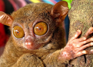 Найменші примати на планеті!.