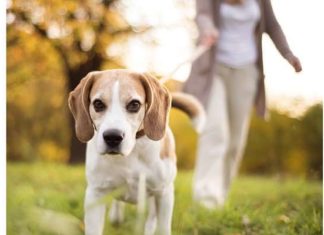 Як прибирати за собакою, не втрачаючи гідності.
