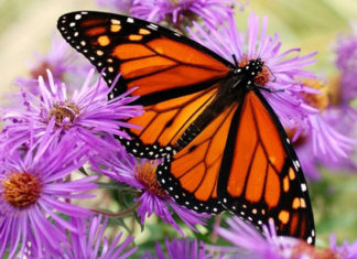 Самі красиві метелики.