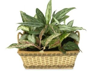 Диффенбахія плямиста: догляд