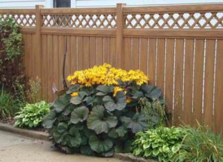 Язичник-посадка і догляд у відкритому грунті, сорти з фото і описом