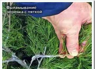 Розмноження хвойних від а до я-живцювання, субстрат і догляд