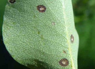 Шкідники і хвороби груші-опис з фото, способи лікування