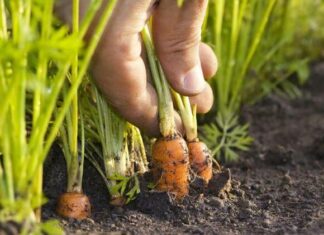 Посадка моркви під зиму-заощадимо кошти ранньою весною, плануючи посадки на ділянці вже сьогодні