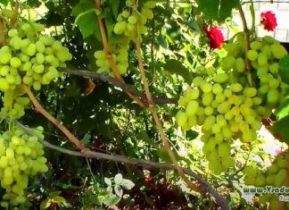 4 обов’язкові роботи на винограднику в жовтні