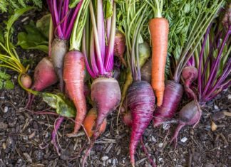 Згідно З Новим Дослідженням, Буряк Підтримує Здоров’я Серця І Кров’яний Тиск.