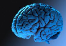 Нове дослідження підтверджує, що мозок людини досягає повної зрілості до 32 років