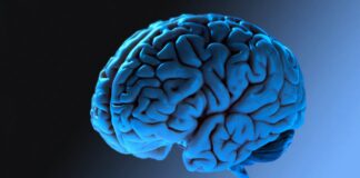 Le cerveau humain atteint sa pleine maturité à 32 ans, confirme une nouvelle recherche