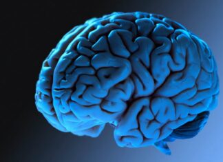 Нове дослідження підтверджує, що мозок людини досягає повної зрілості до 32 років