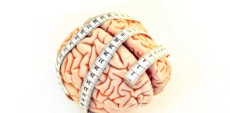 Розмір мозку новонароджених пов’язаний з внутрішньоутробним впливом естрогену